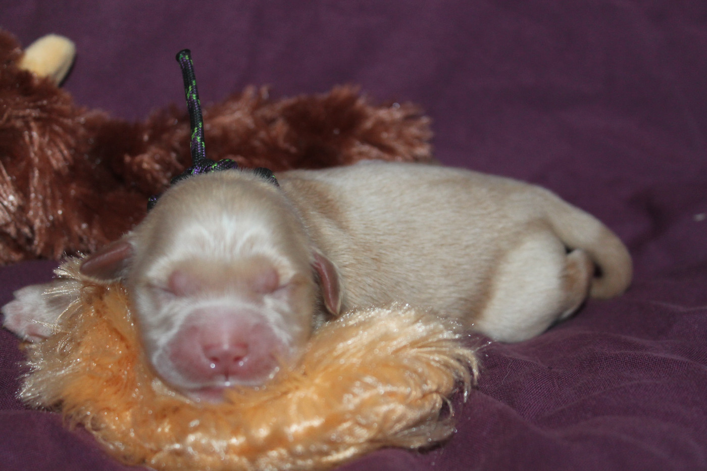 De L'Arche De Lolita - Chiots disponibles - Golden Retriever