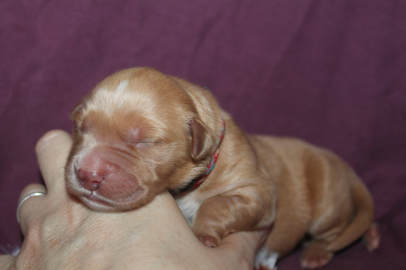 De L'Arche De Lolita - Chiots disponibles - Golden Retriever