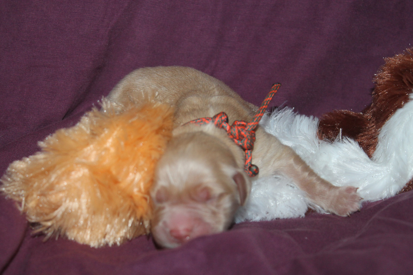 De L'Arche De Lolita - Chiots disponibles - Golden Retriever