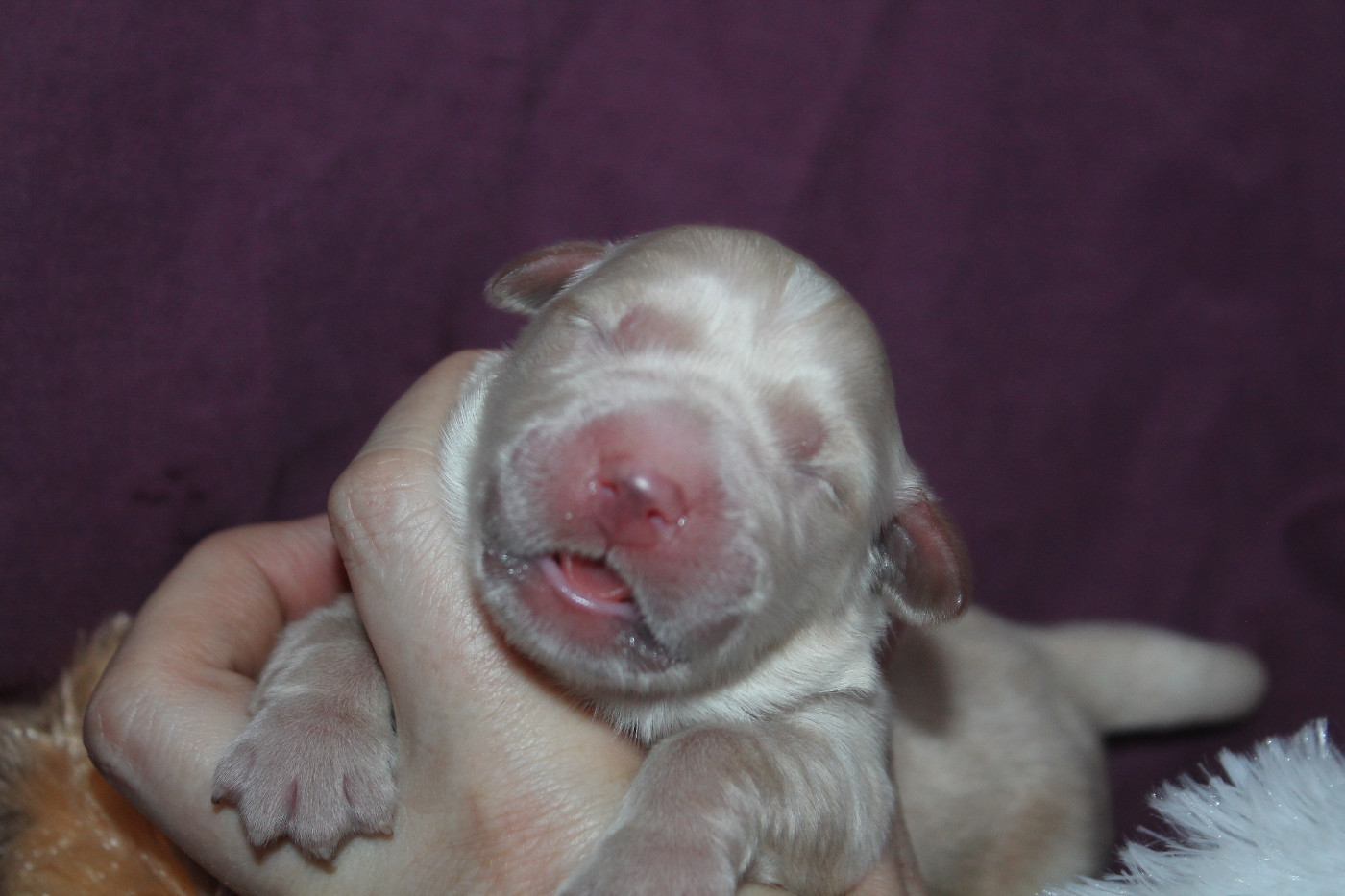 De L'Arche De Lolita - Chiots disponibles - Golden Retriever