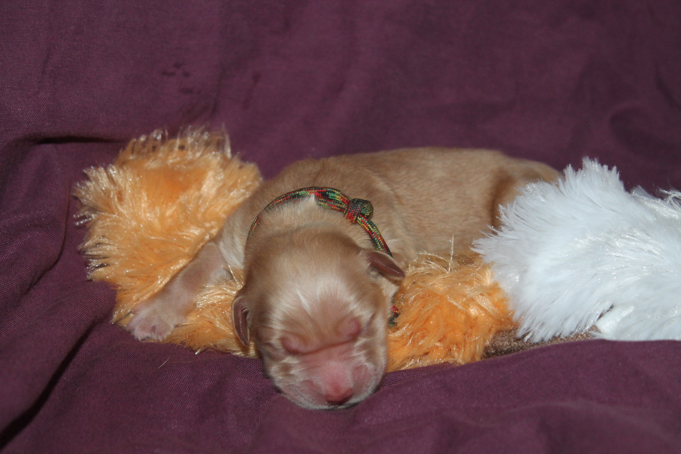 De L'Arche De Lolita - Chiots disponibles - Golden Retriever