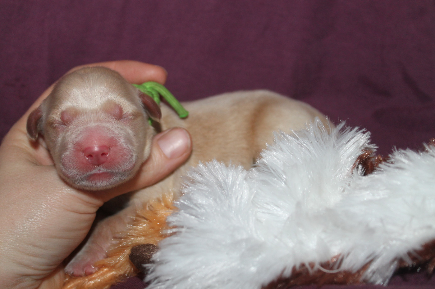 De L'Arche De Lolita - Chiots disponibles - Golden Retriever