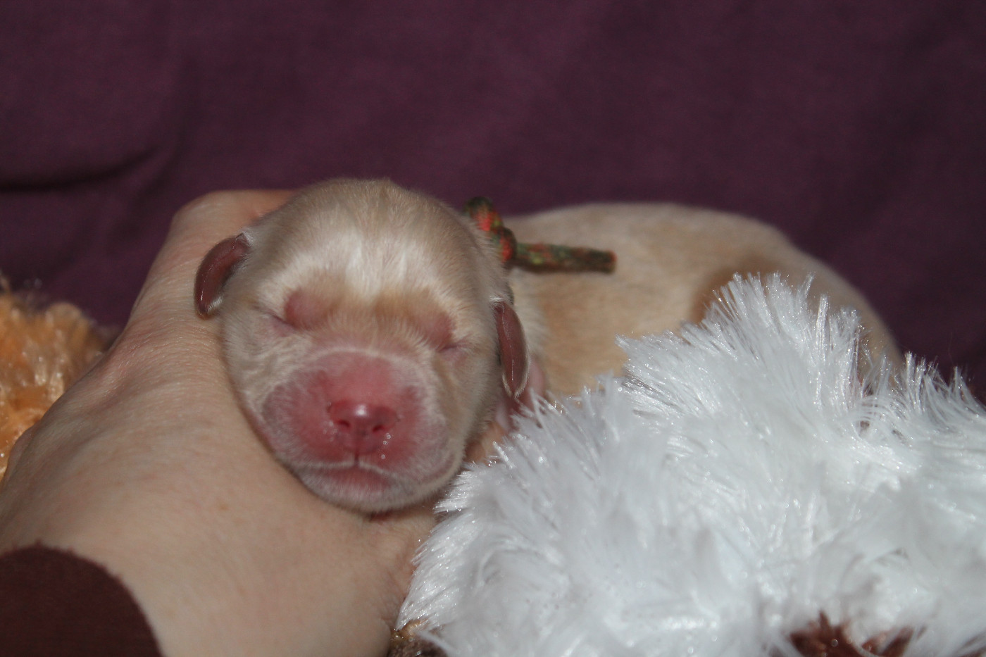 De L'Arche De Lolita - Chiots disponibles - Golden Retriever