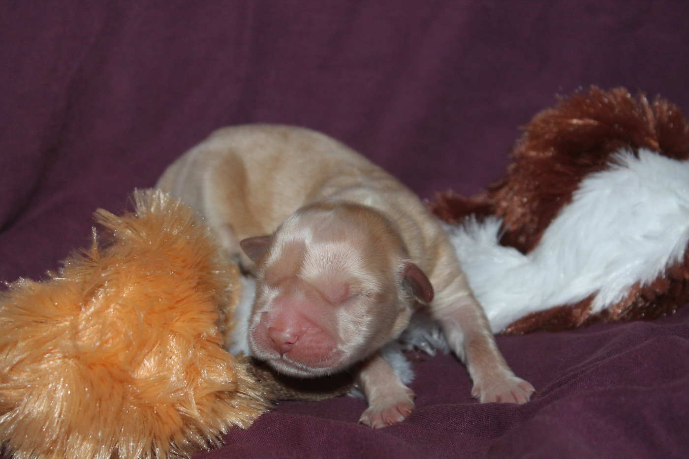 De L'Arche De Lolita - Chiots disponibles - Golden Retriever