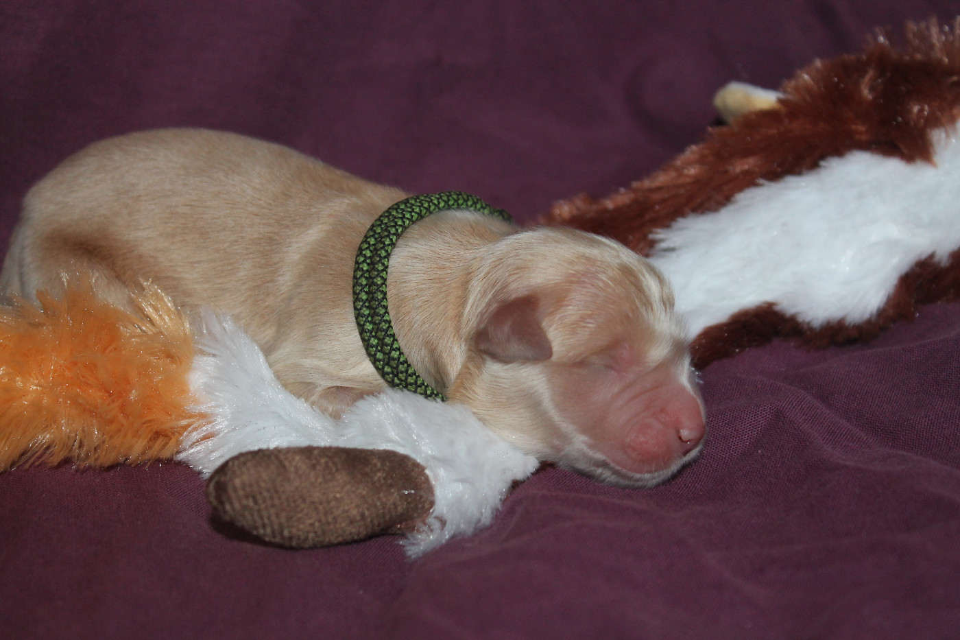 De L'Arche De Lolita - Chiots disponibles - Golden Retriever