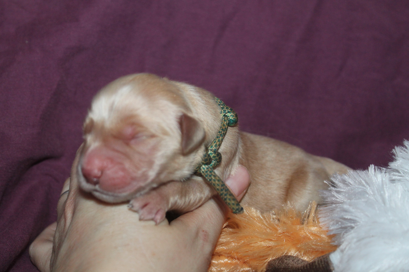 De L'Arche De Lolita - Chiots disponibles - Golden Retriever