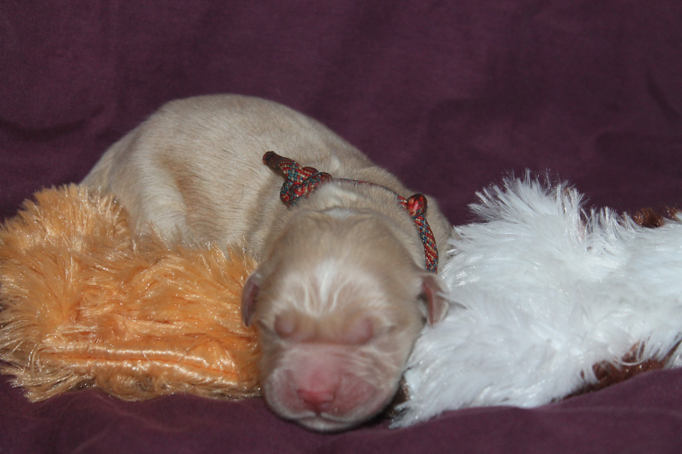 De L'Arche De Lolita - Chiots disponibles - Golden Retriever