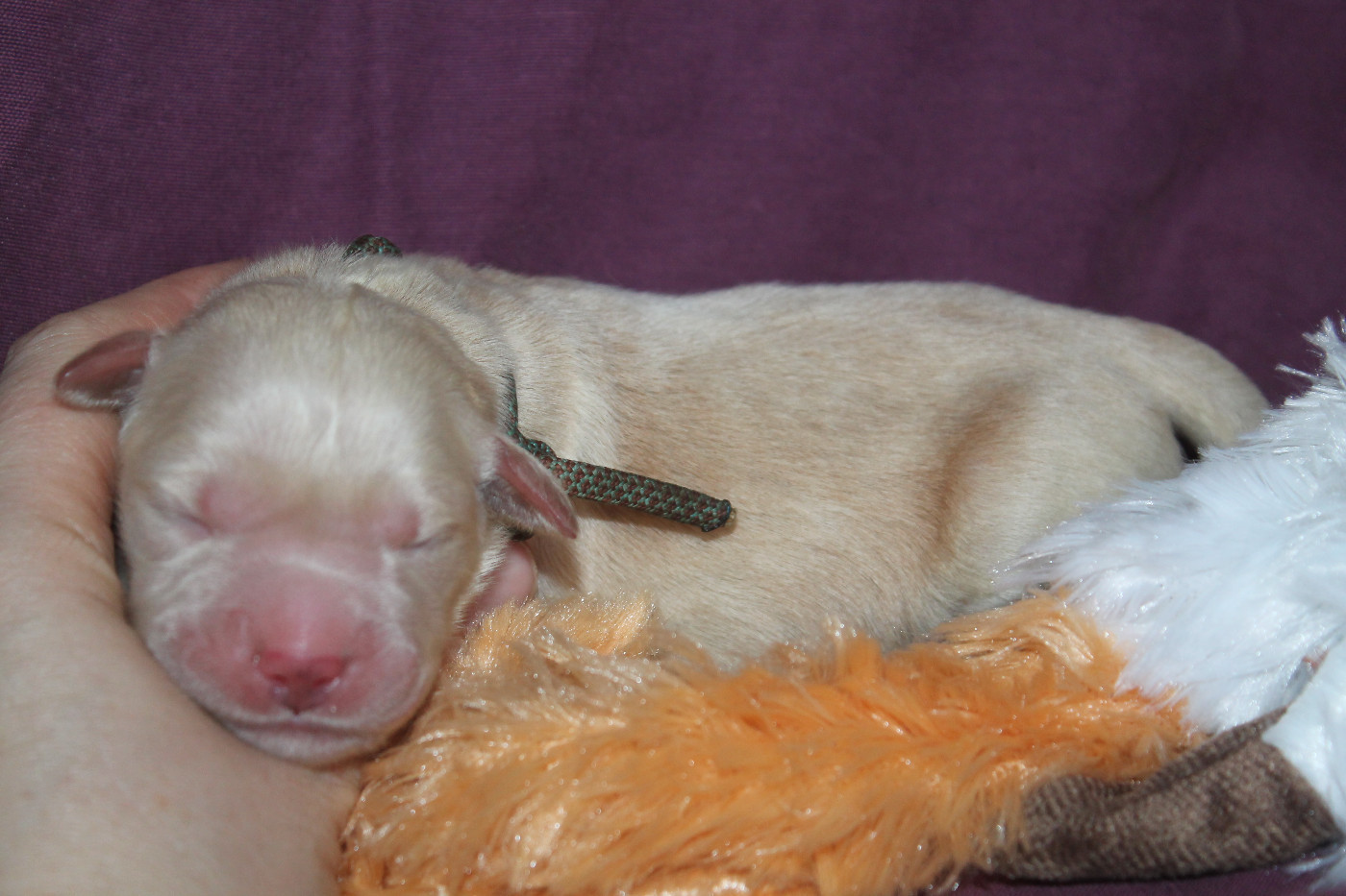 De L'Arche De Lolita - Chiots disponibles - Golden Retriever
