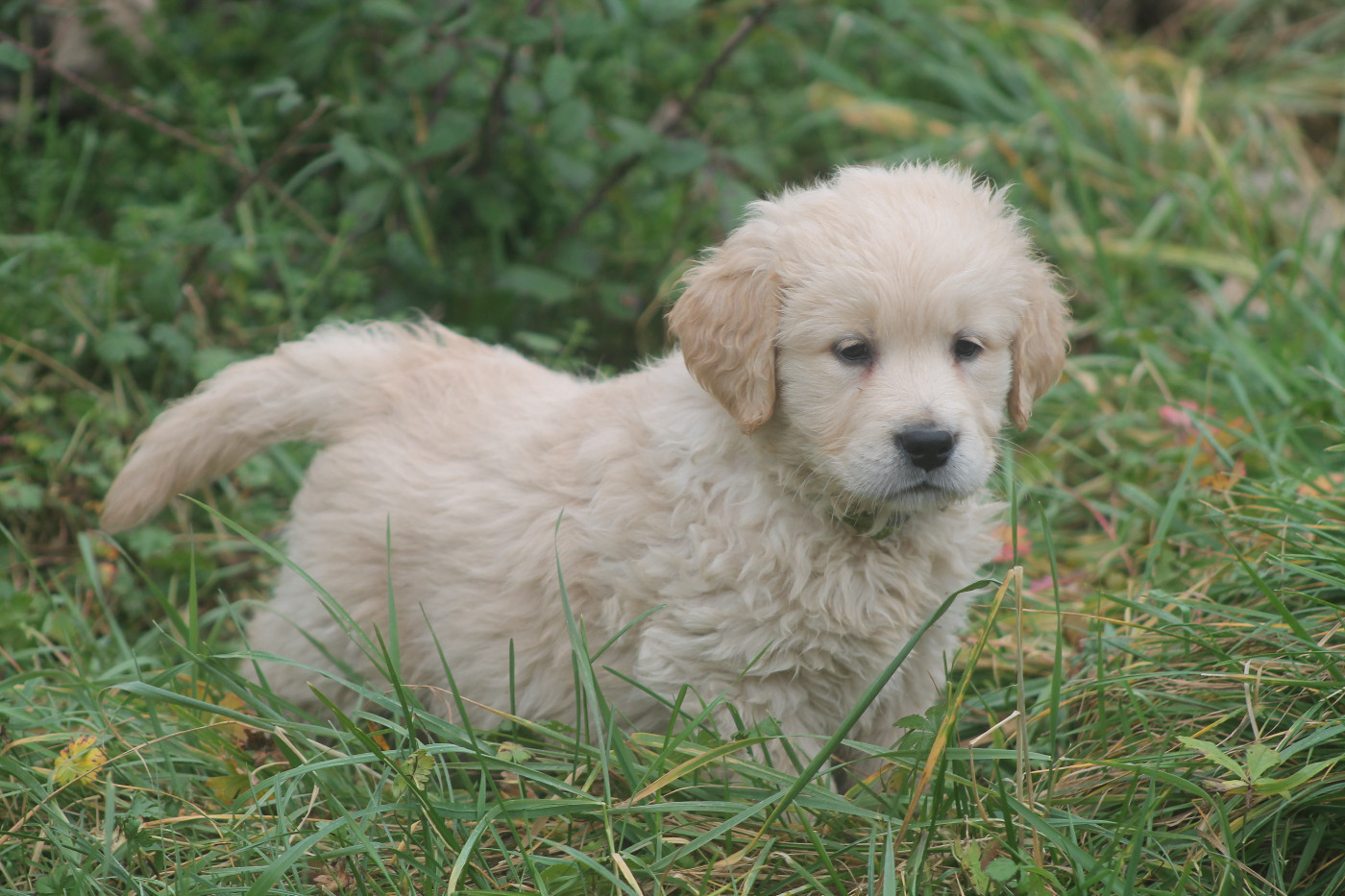 De L'Arche De Lolita - Chiots disponibles - Golden Retriever