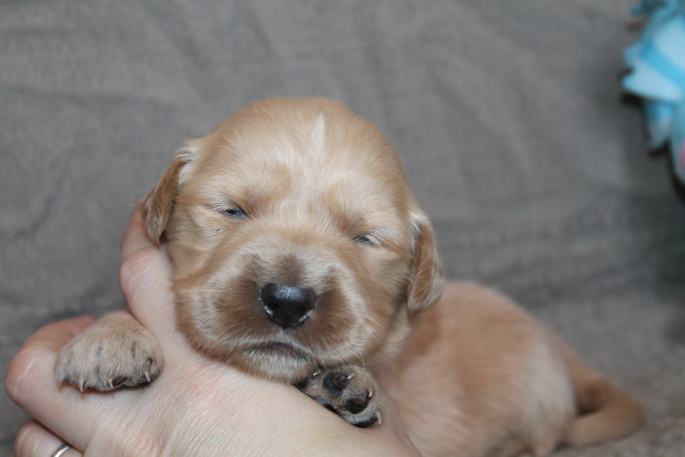 De L'Arche De Lolita - Chiots disponibles - Golden Retriever