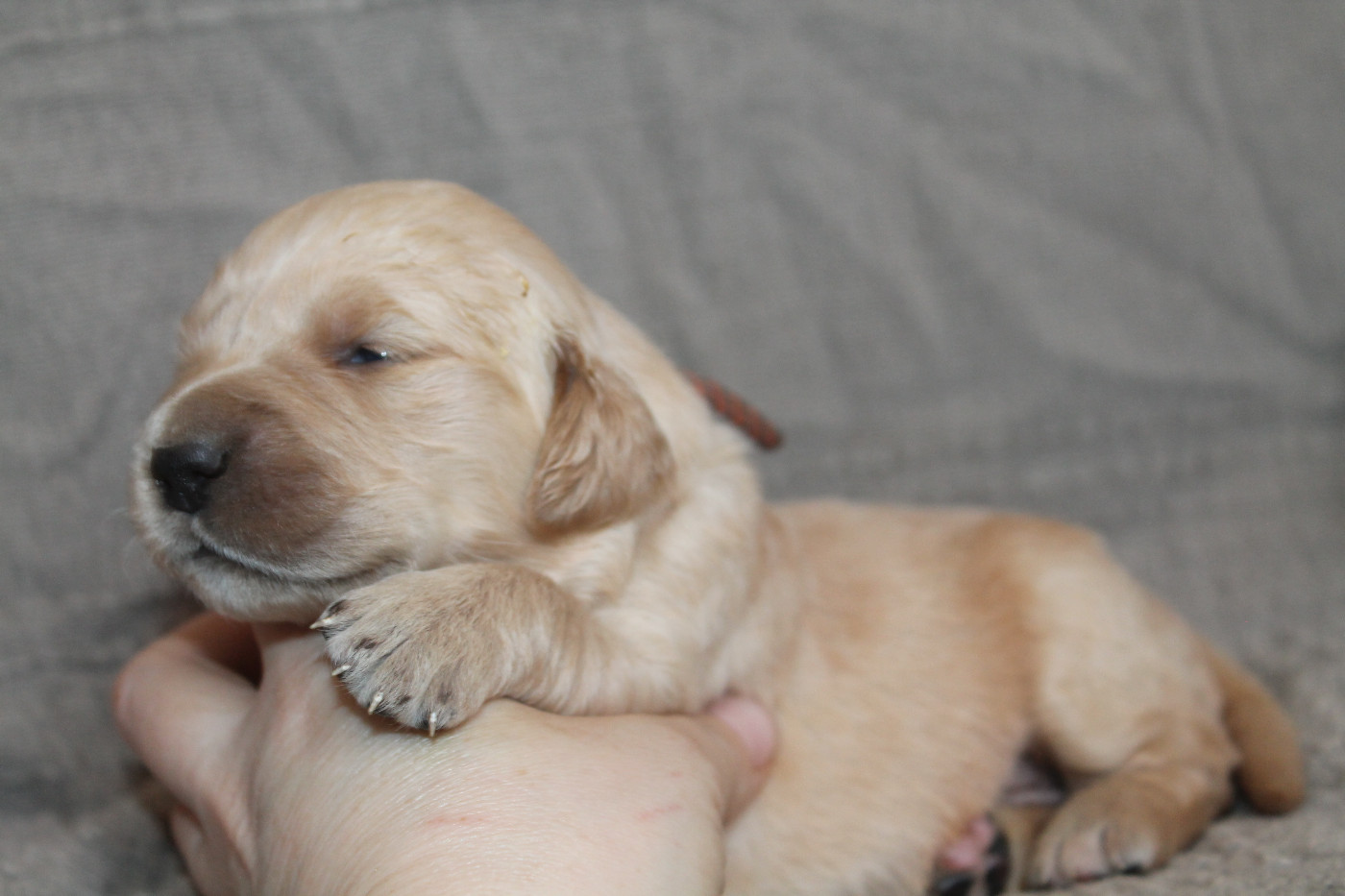 De L'Arche De Lolita - Chiots disponibles - Golden Retriever
