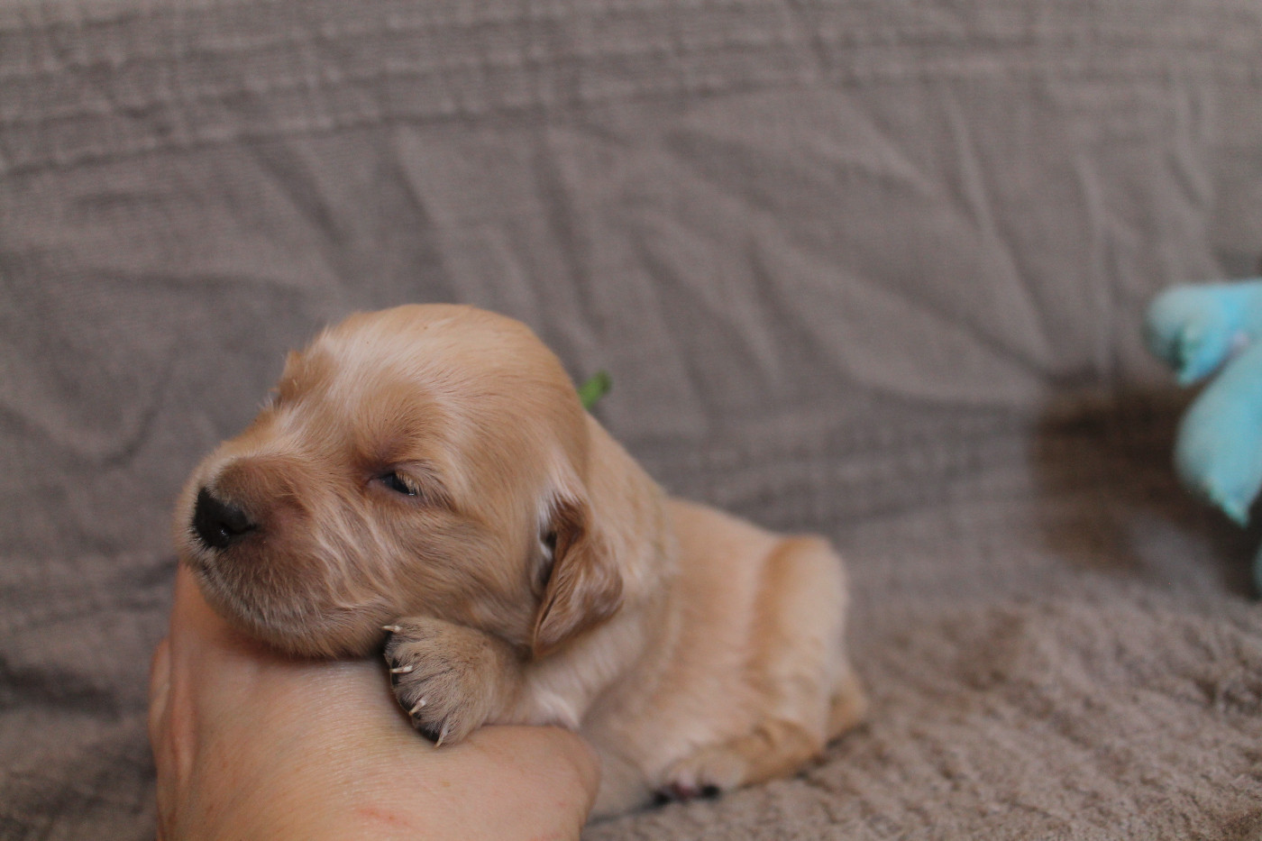 De L'Arche De Lolita - Chiots disponibles - Golden Retriever