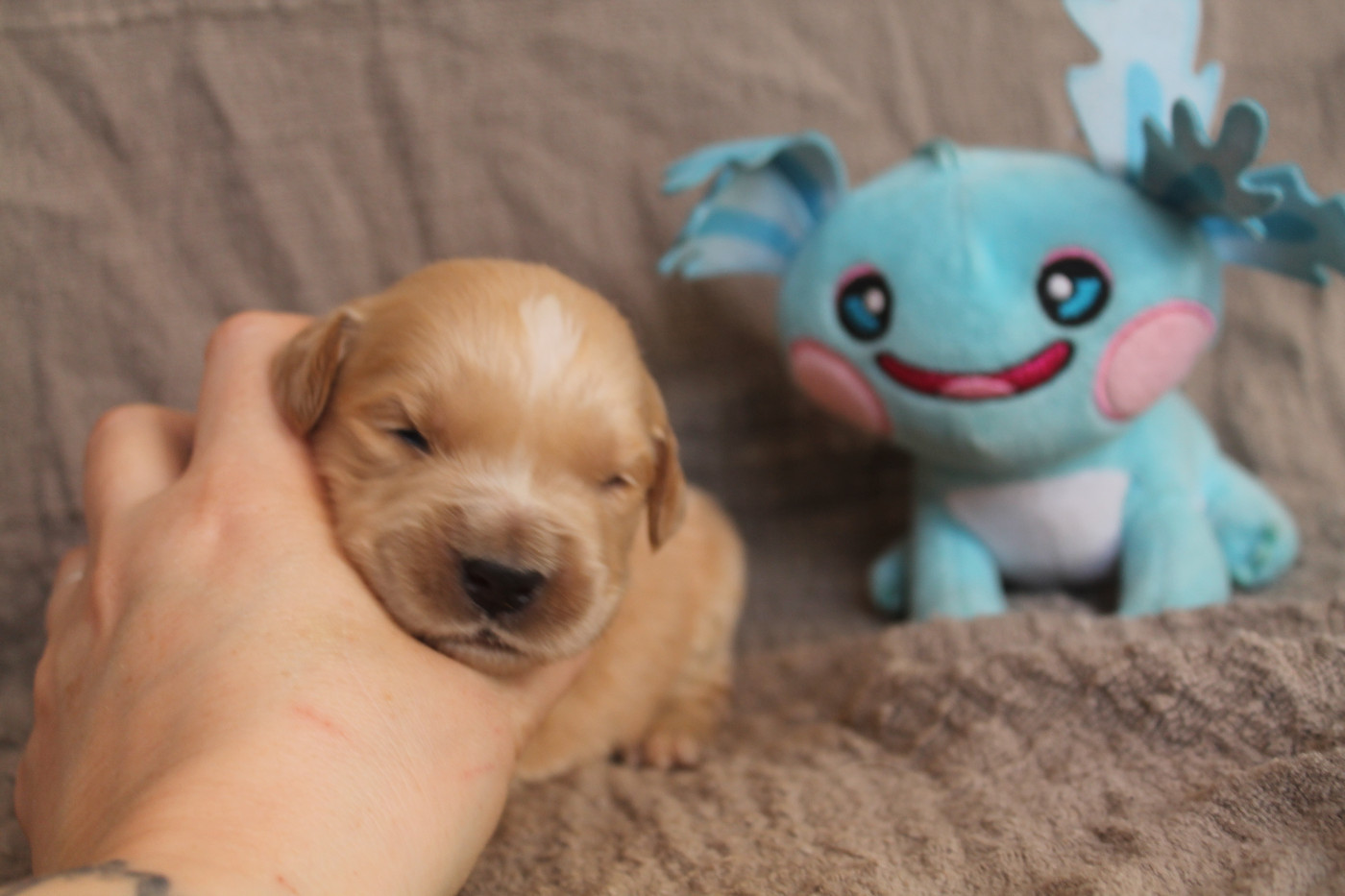 De L'Arche De Lolita - Chiots disponibles - Golden Retriever