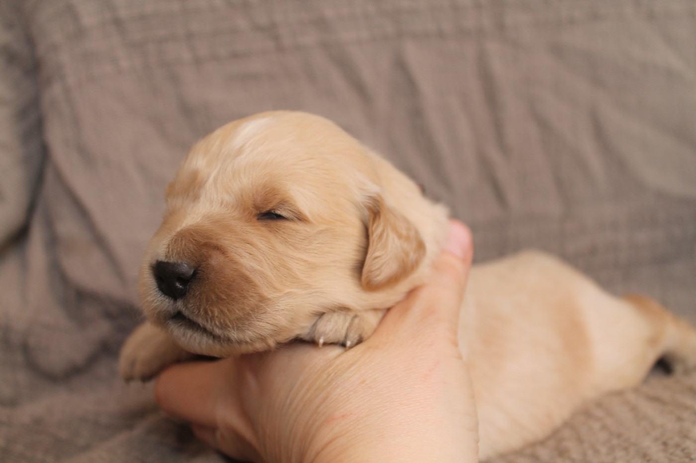 De L'Arche De Lolita - Chiots disponibles - Golden Retriever