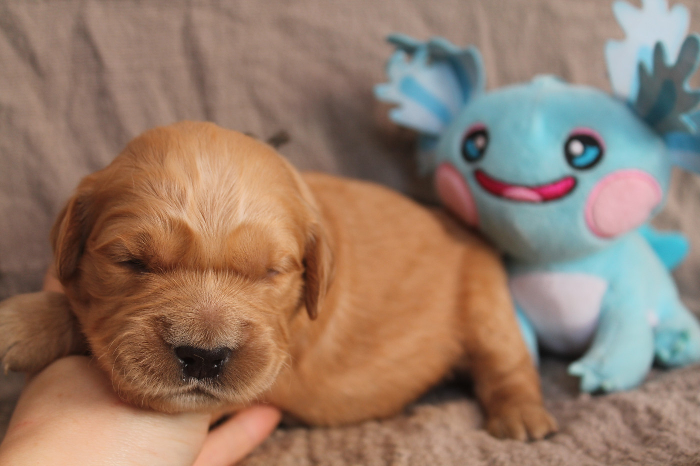 De L'Arche De Lolita - Chiots disponibles - Golden Retriever