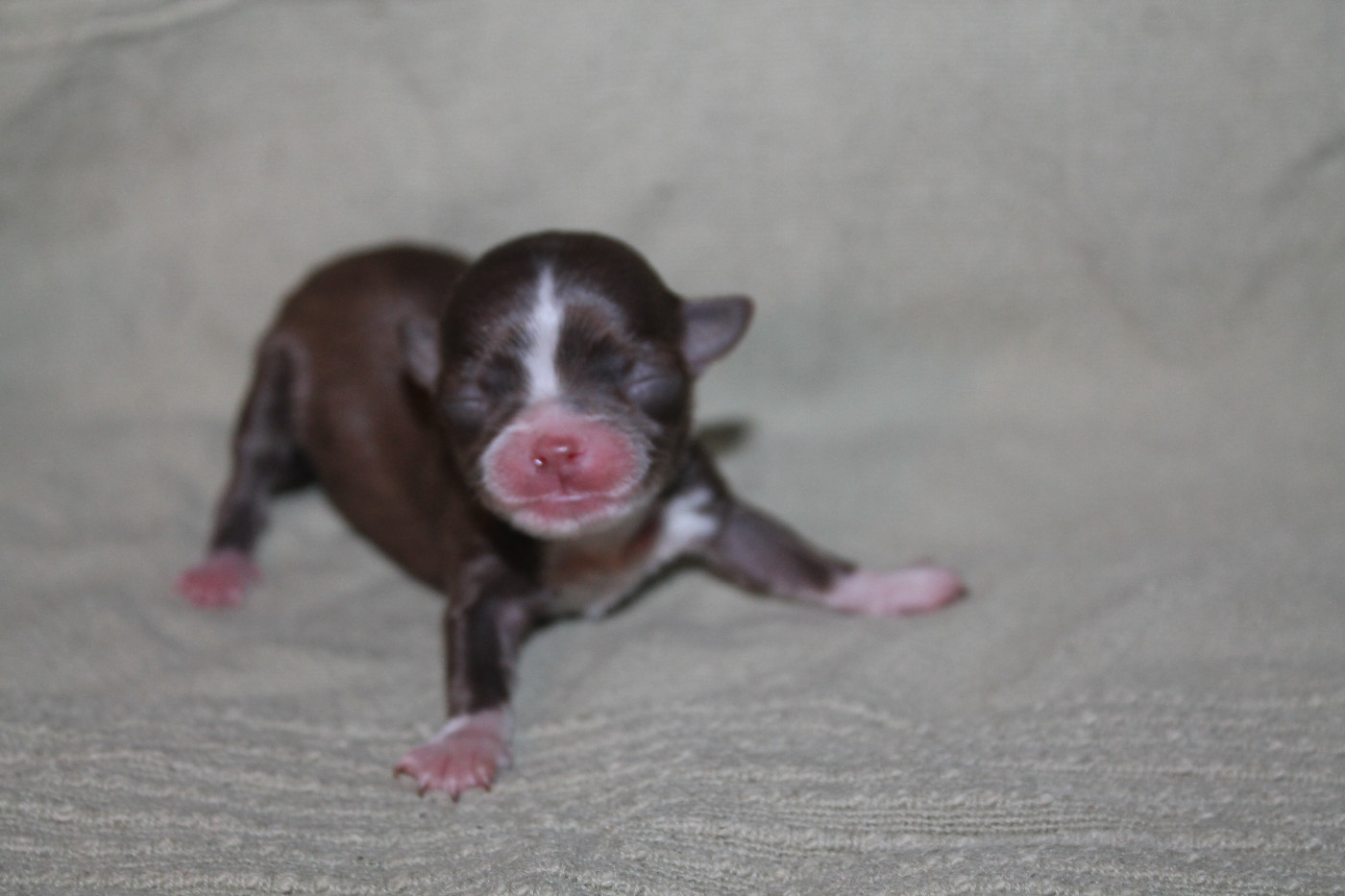 De L'Arche De Lolita - Chiots disponibles - Chihuahua