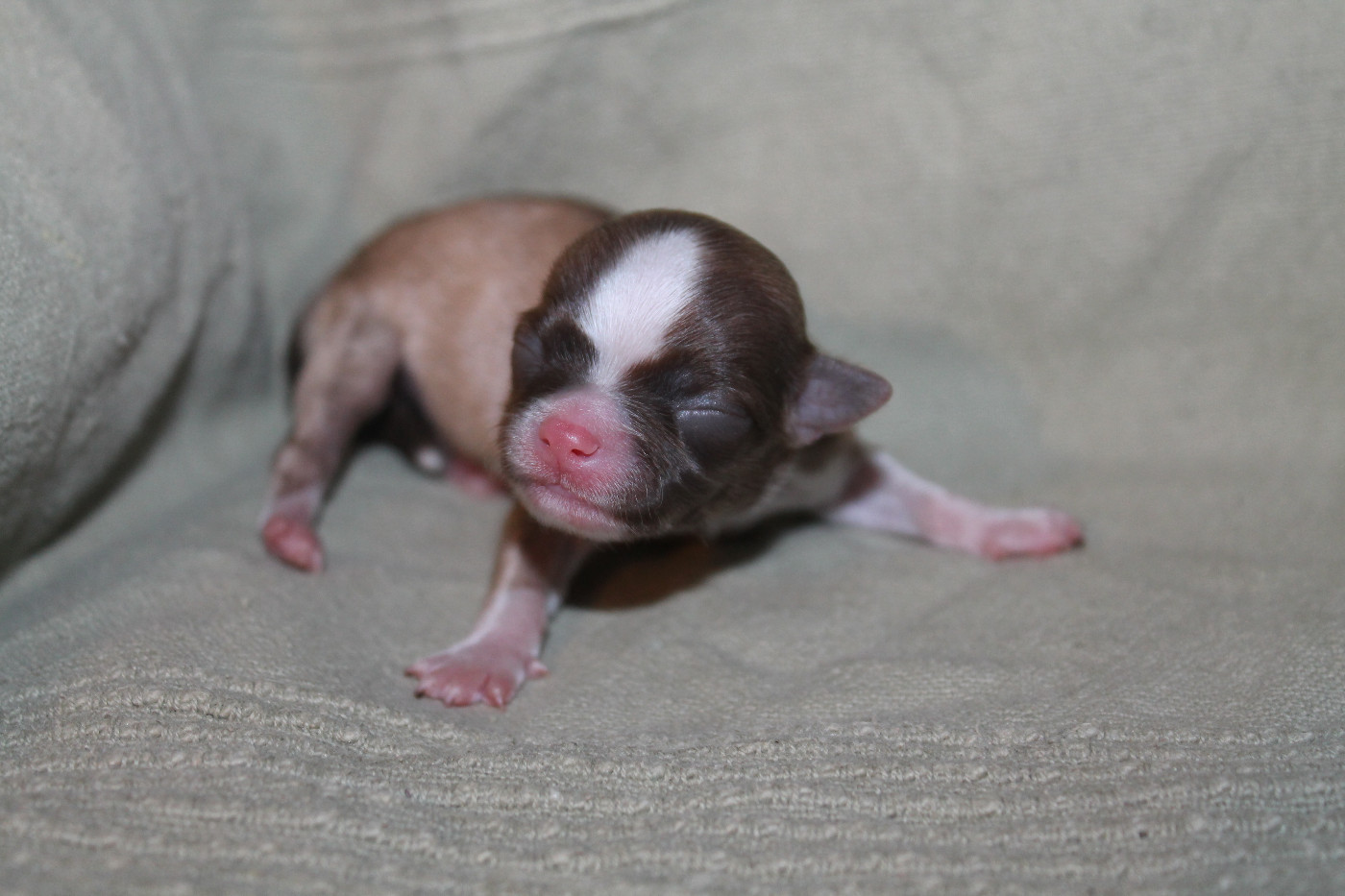 De L'Arche De Lolita - Chiots disponibles - Chihuahua