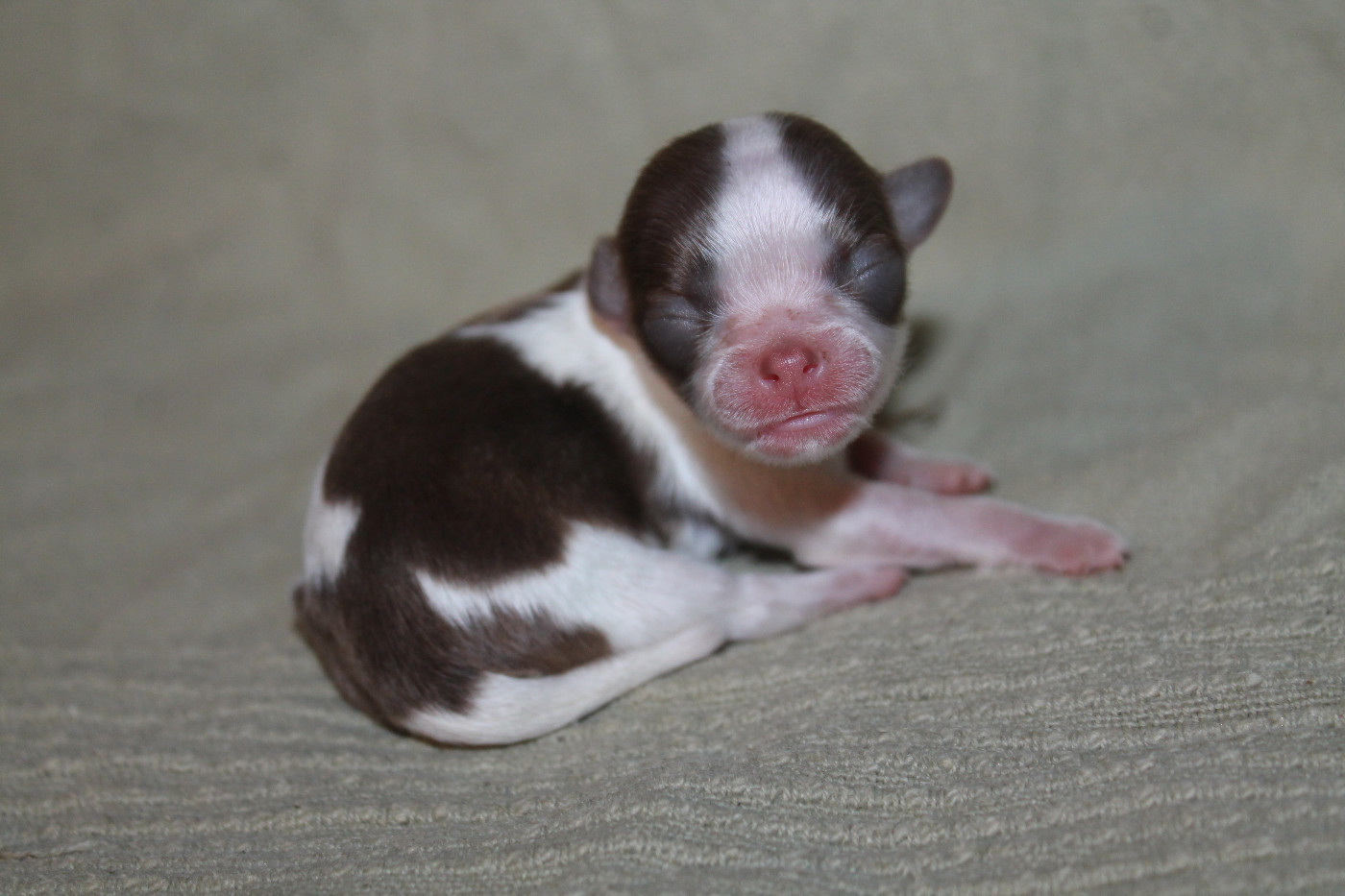 De L'Arche De Lolita - Chiots disponibles - Chihuahua