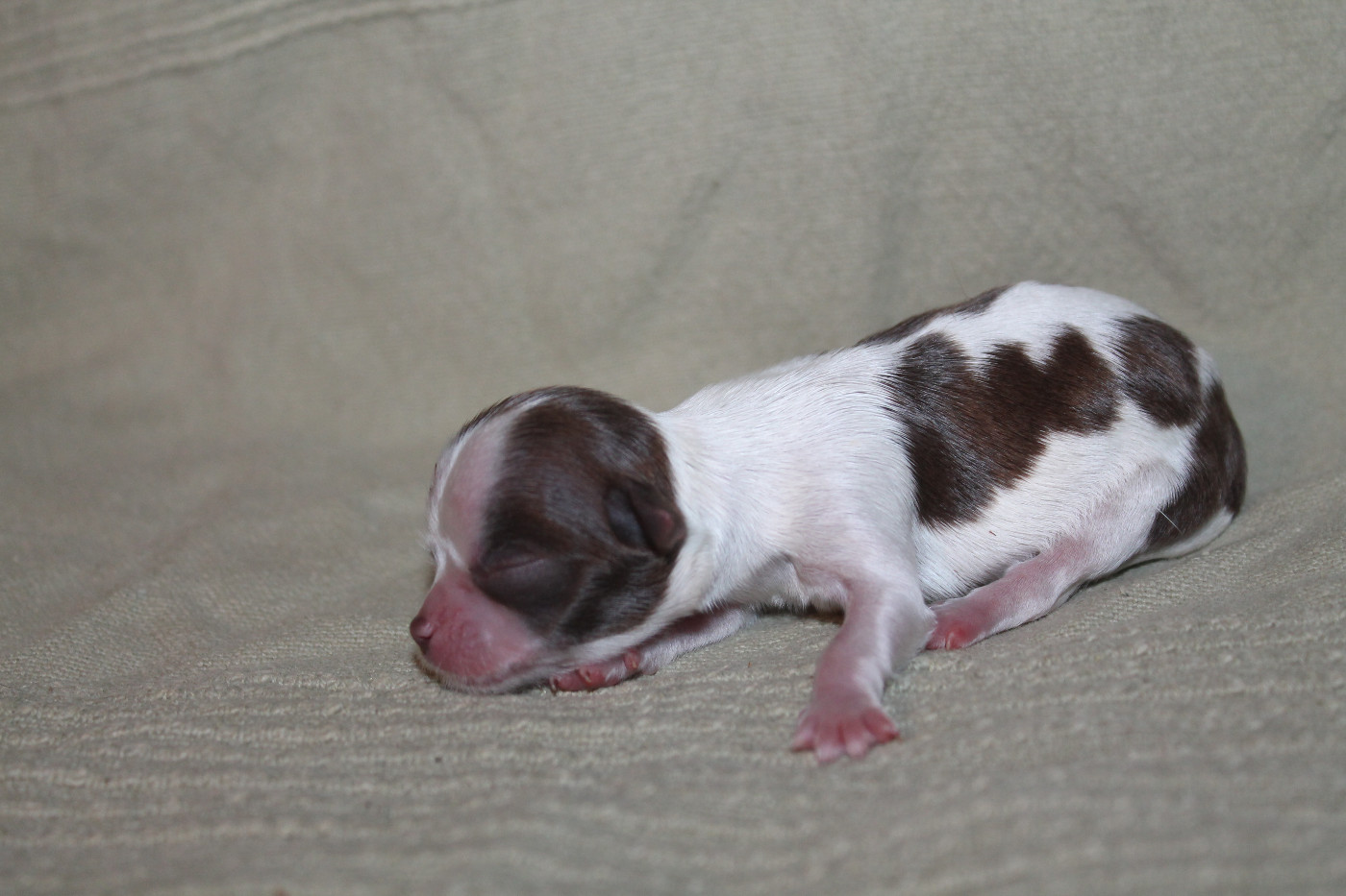 De L'Arche De Lolita - Chiots disponibles - Chihuahua