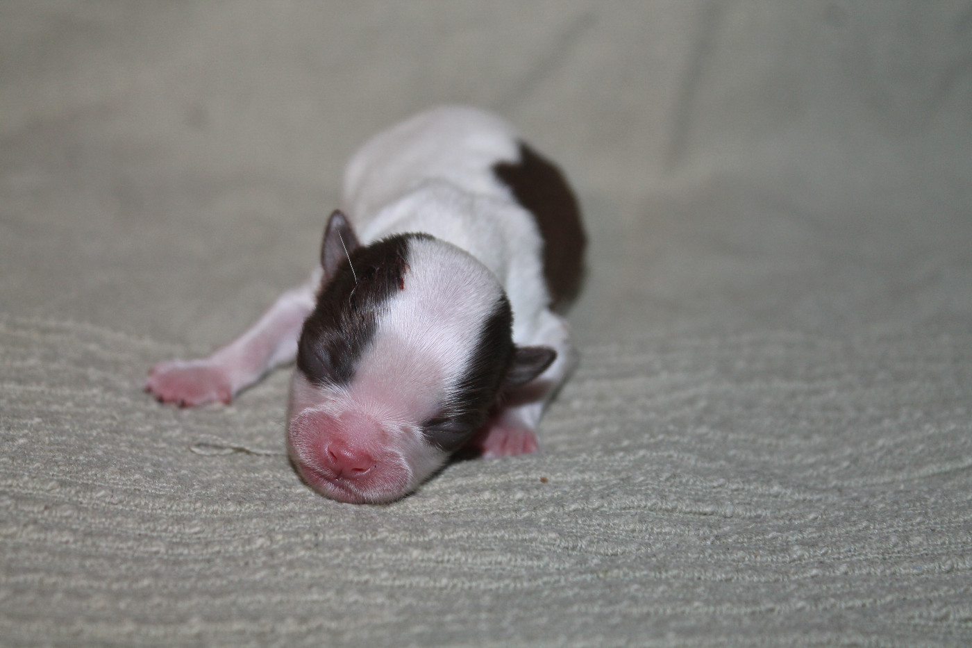 De L'Arche De Lolita - Chiots disponibles - Chihuahua