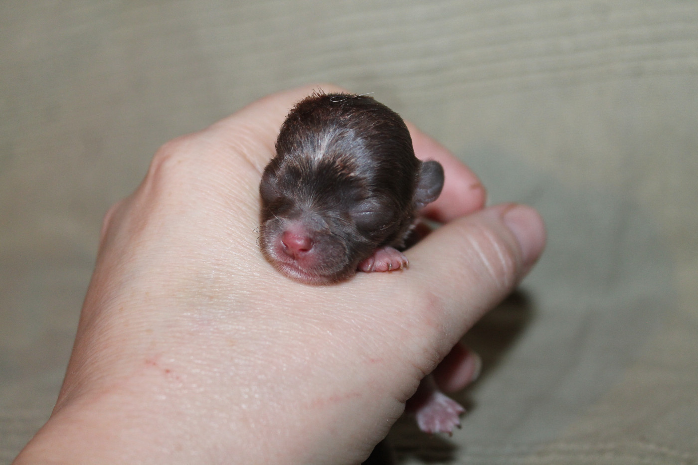 De L'Arche De Lolita - Chiots disponibles - Chihuahua