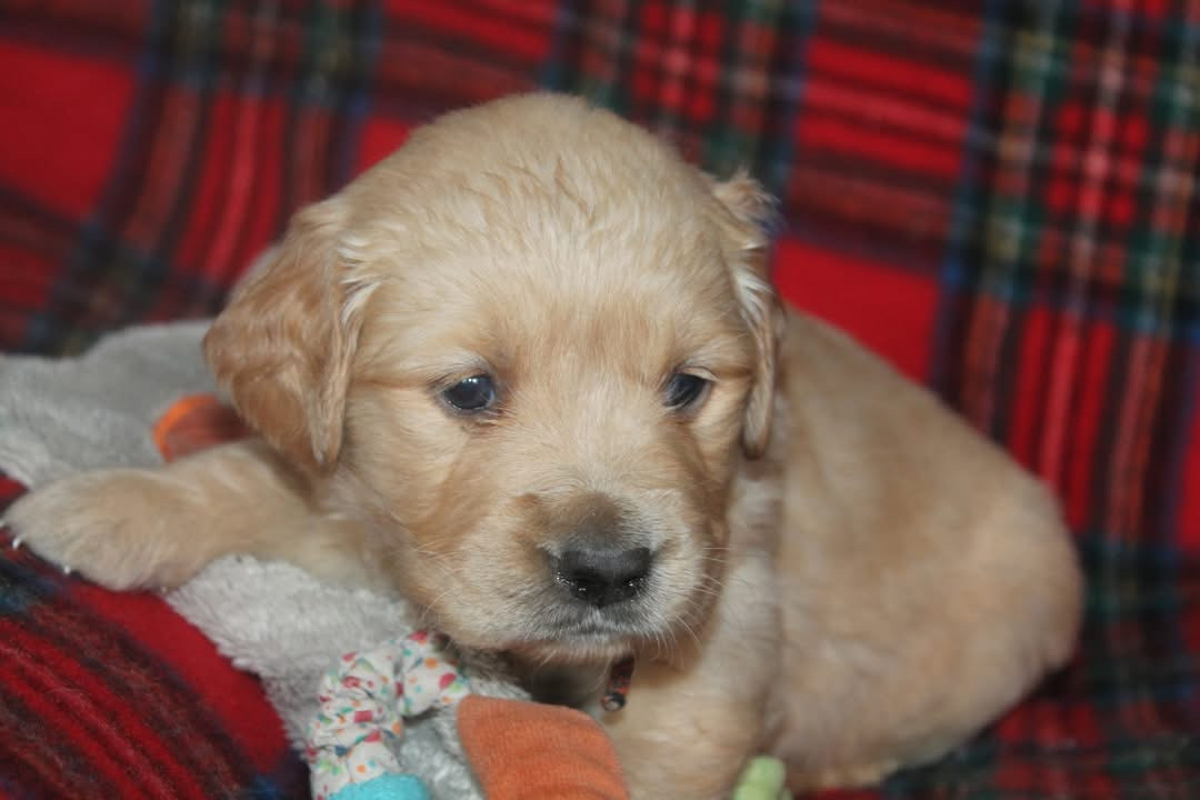 De L'Arche De Lolita - Golden Retriever - Portée née le 19/01/2026