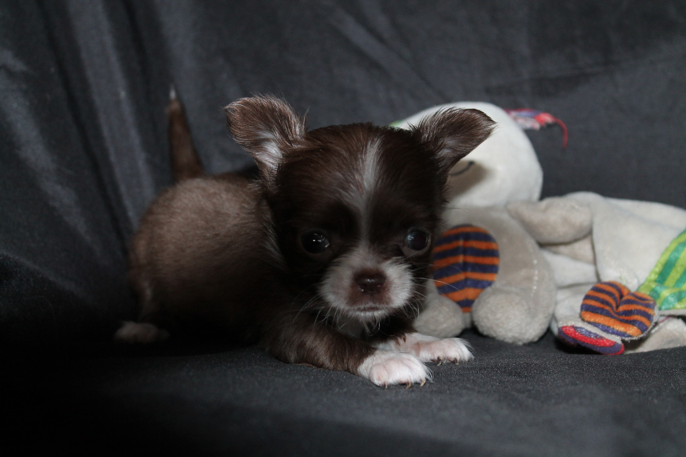 De L'Arche De Lolita - Chiots disponibles - Chihuahua