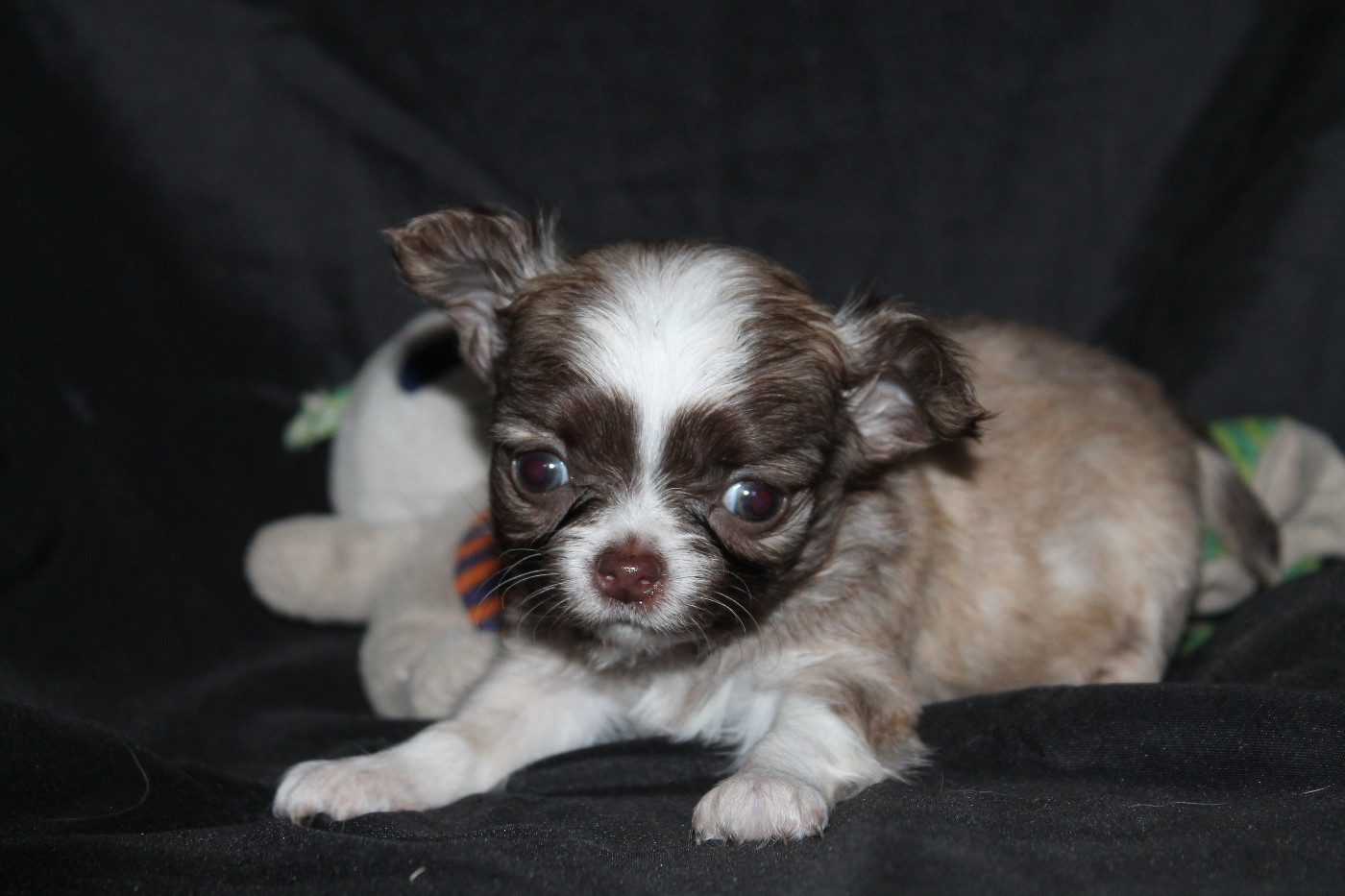 De L'Arche De Lolita - Chiots disponibles - Chihuahua