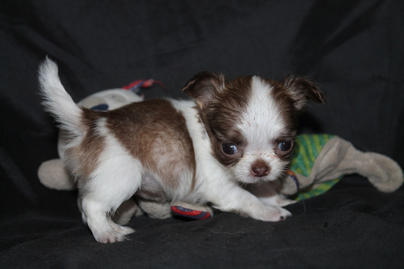 De L'Arche De Lolita - Chiots disponibles - Chihuahua