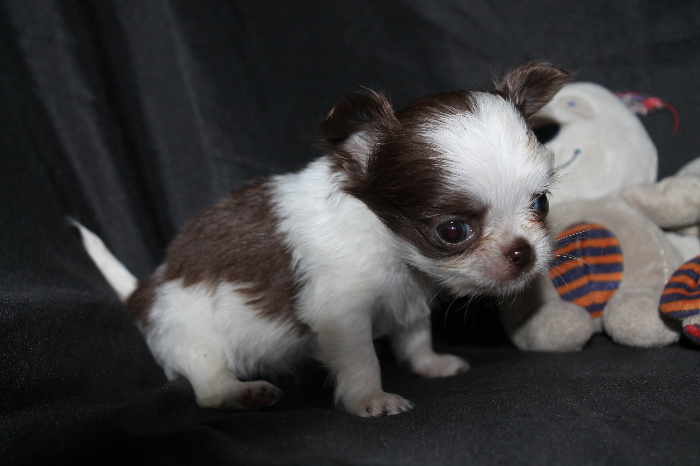 De L'Arche De Lolita - Chiots disponibles - Chihuahua