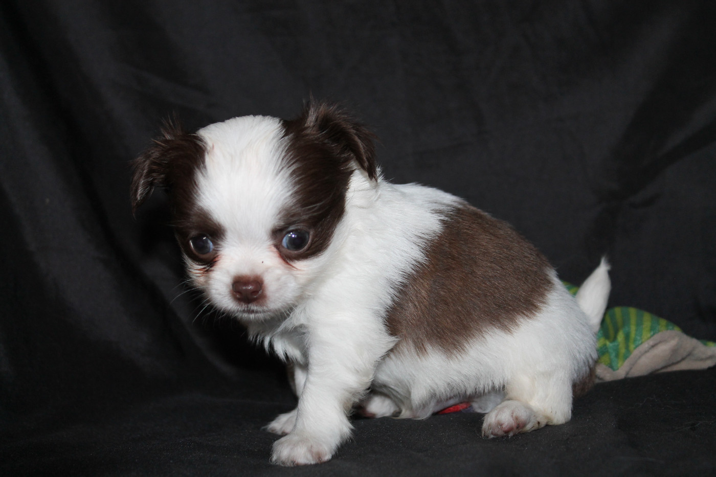 De L'Arche De Lolita - Chiots disponibles - Chihuahua