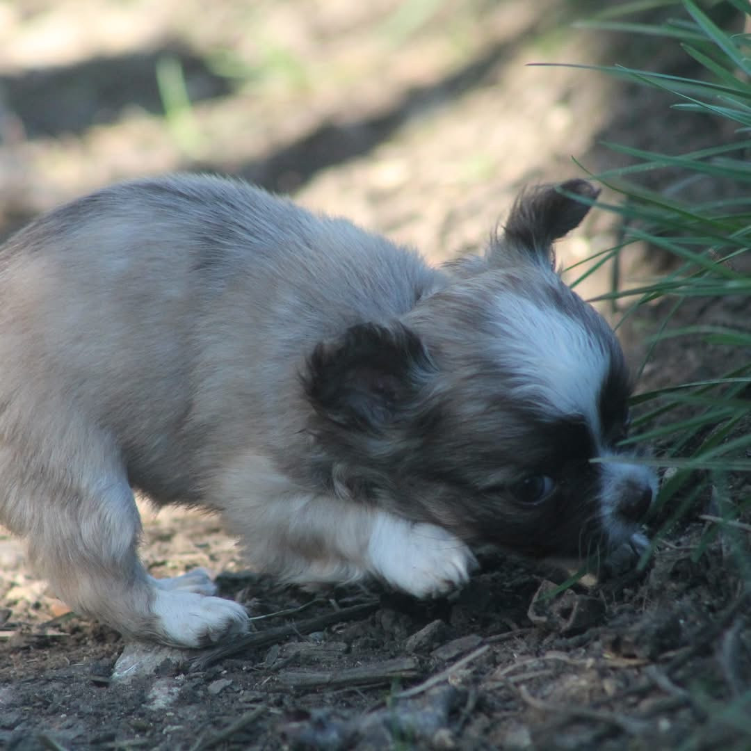 De L'Arche De Lolita - Chiots disponibles - Chihuahua