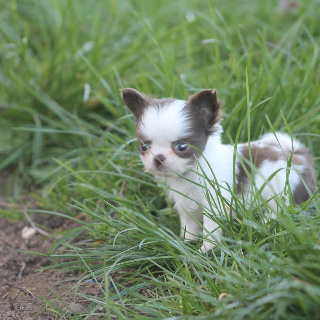 De L'Arche De Lolita - Chiots disponibles - Chihuahua