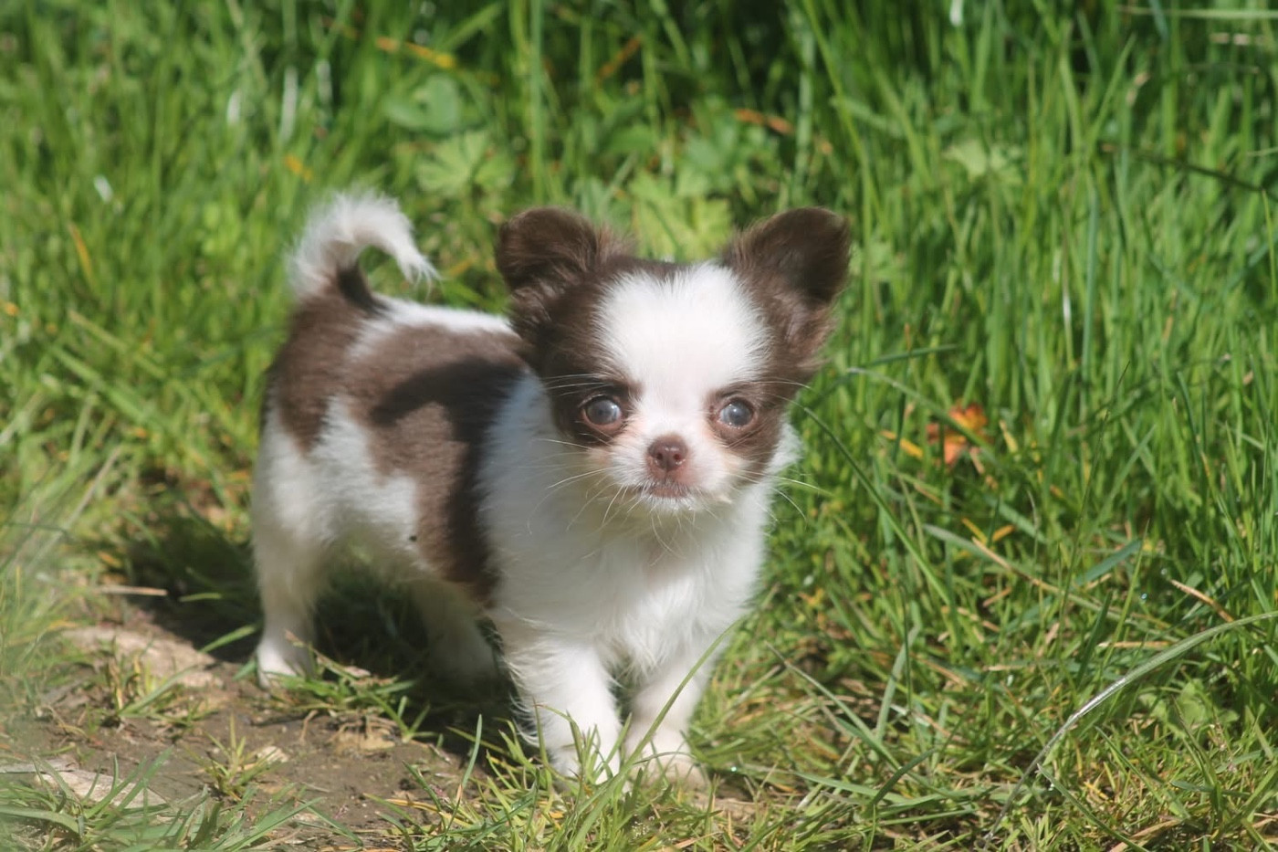 De L'Arche De Lolita - Chiots disponibles - Chihuahua