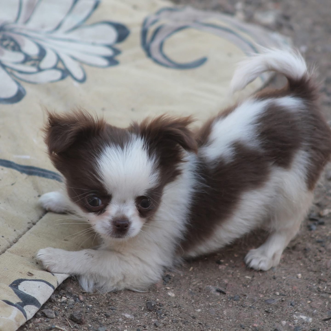 De L'Arche De Lolita - Chiots disponibles - Chihuahua