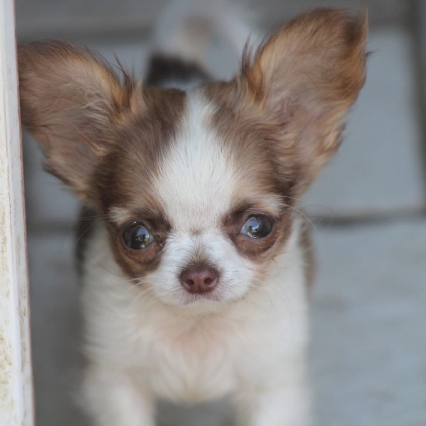De L'Arche De Lolita - Chiots disponibles - Chihuahua