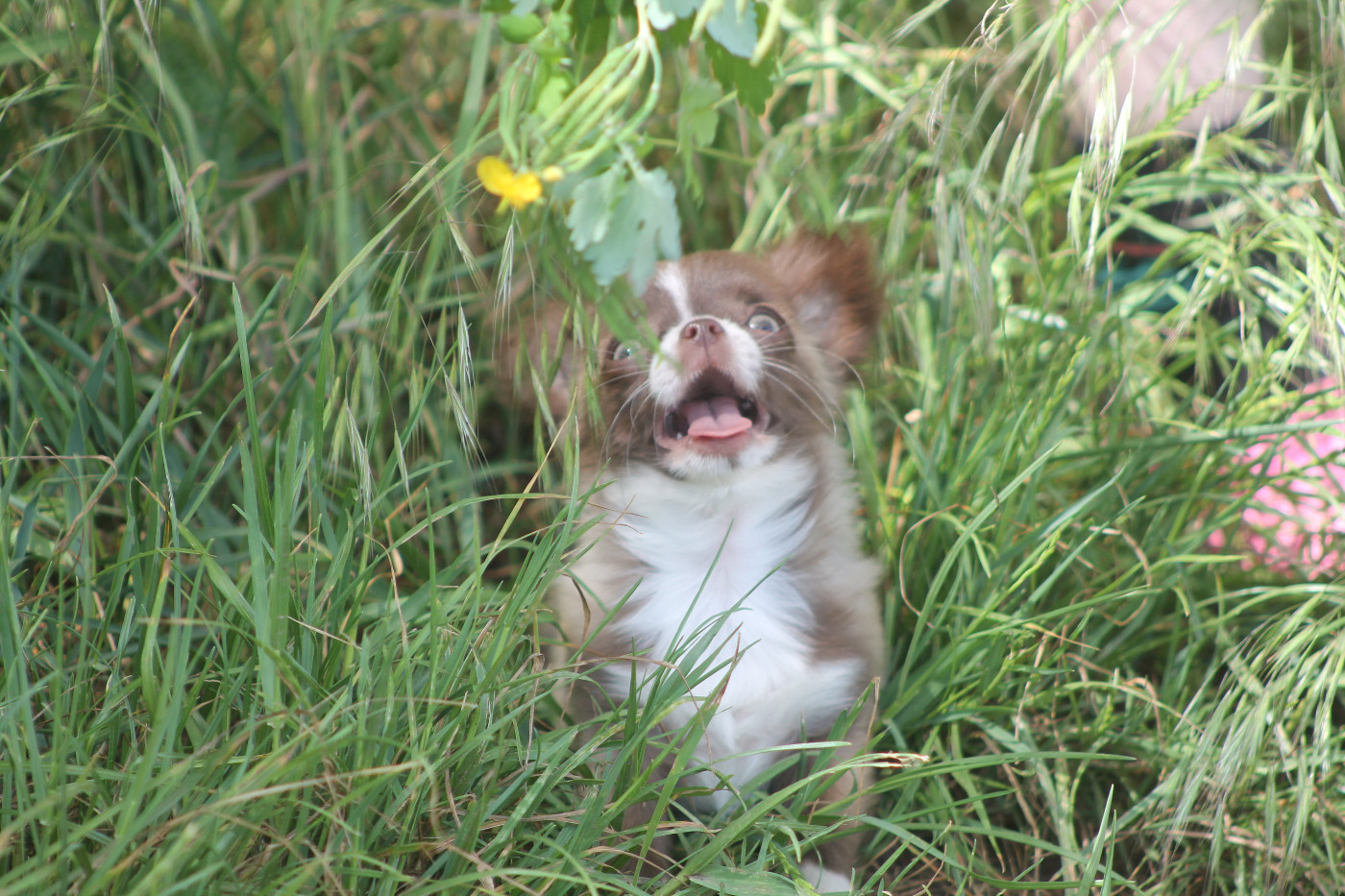 De L'Arche De Lolita - Chiots disponibles - Chihuahua