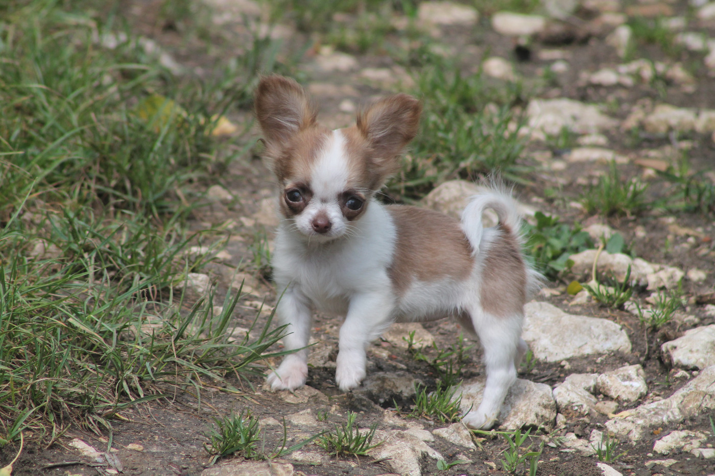 De L'Arche De Lolita - Chiots disponibles - Chihuahua