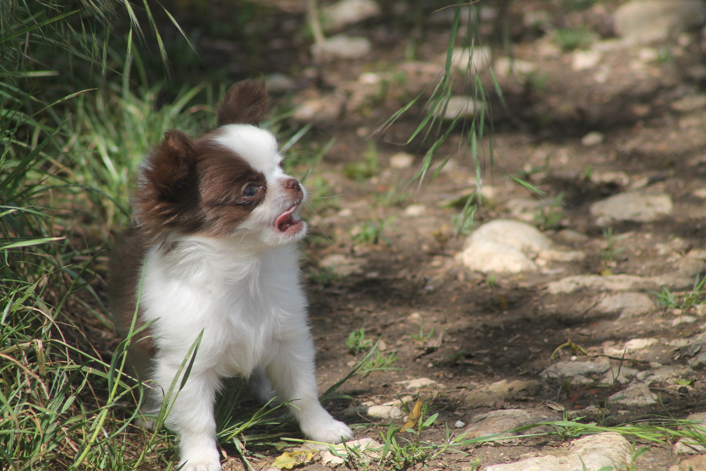 De L'Arche De Lolita - Chiots disponibles - Chihuahua