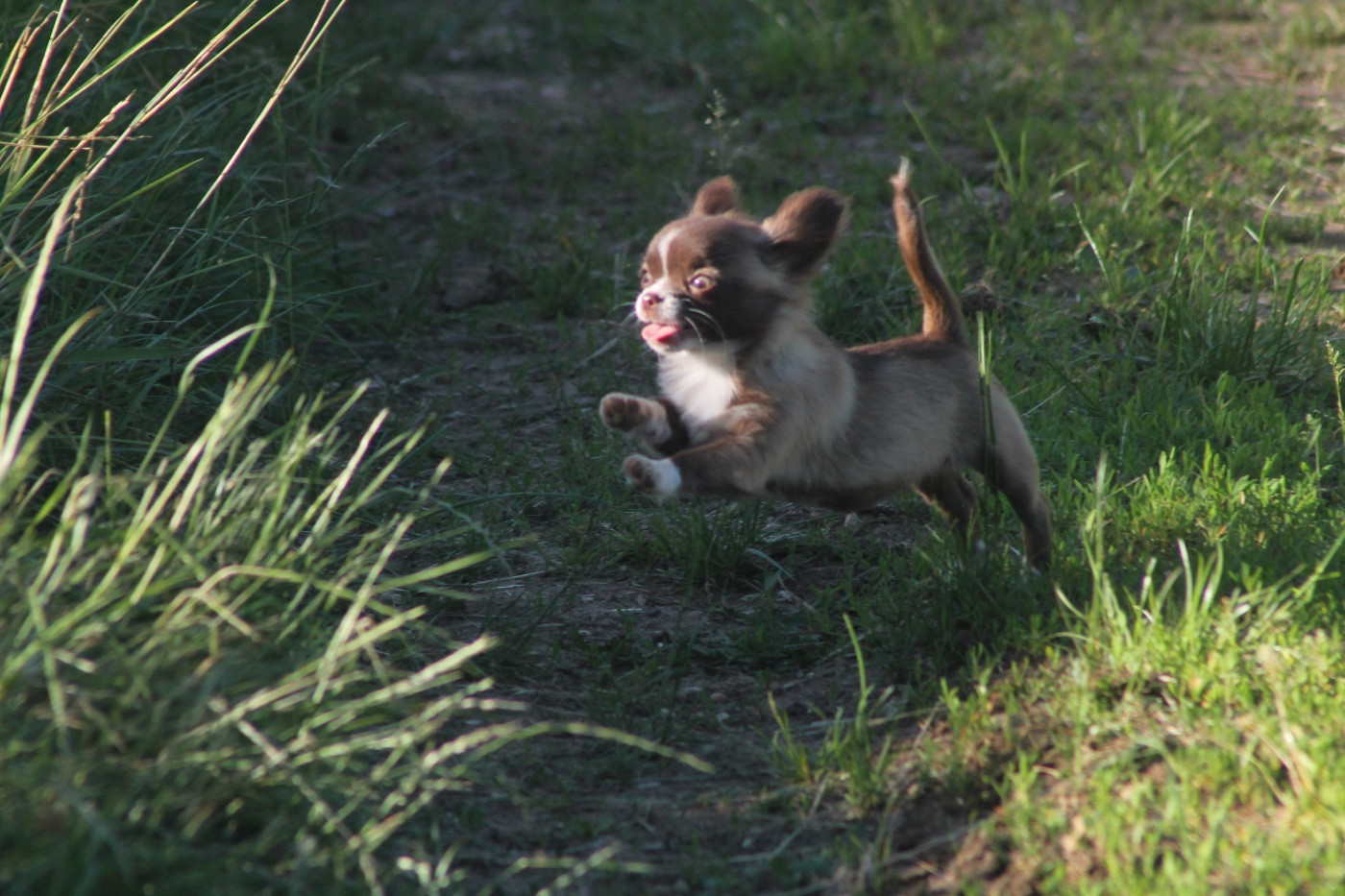 De L'Arche De Lolita - Chiots disponibles - Chihuahua