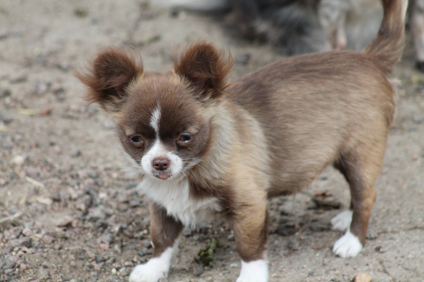 De L'Arche De Lolita - Chiots disponibles - Chihuahua