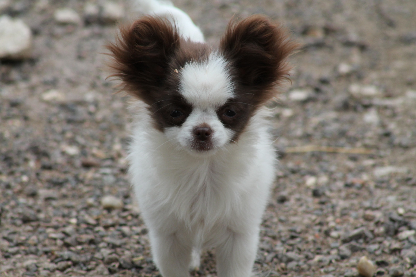 De L'Arche De Lolita - Chiots disponibles - Chihuahua