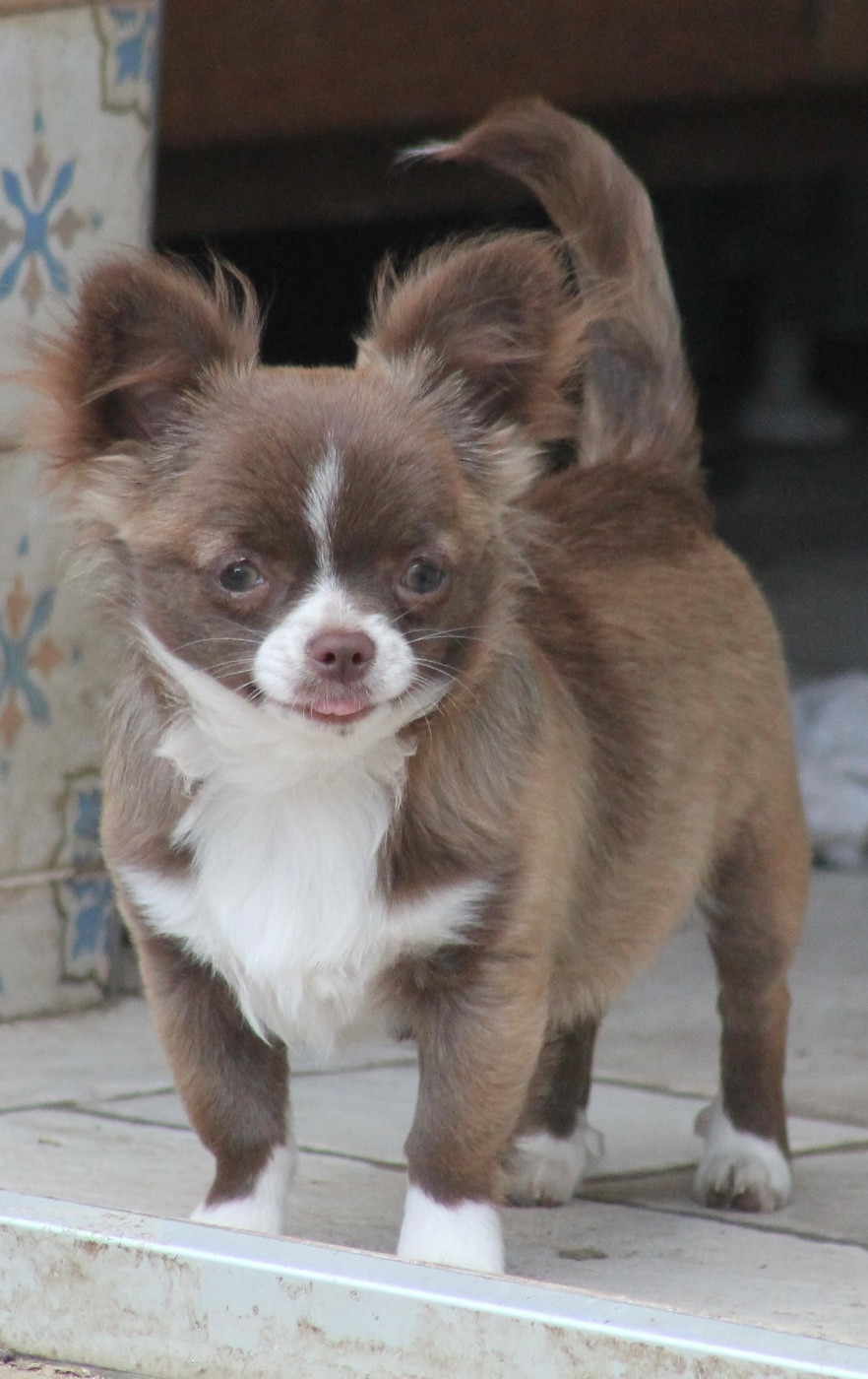 De L'Arche De Lolita - Chiots disponibles - Chihuahua