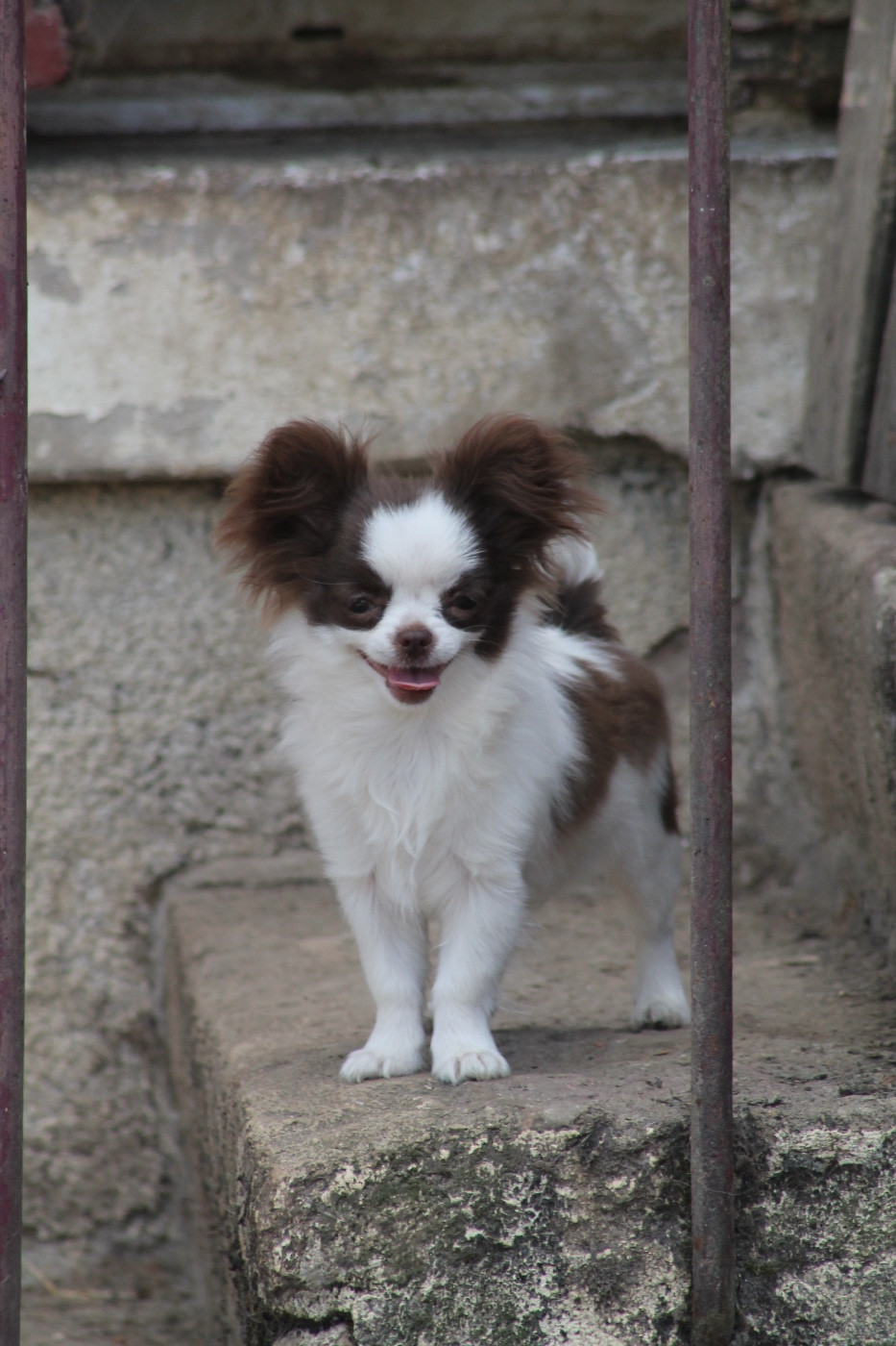 De L'Arche De Lolita - Chiots disponibles - Chihuahua