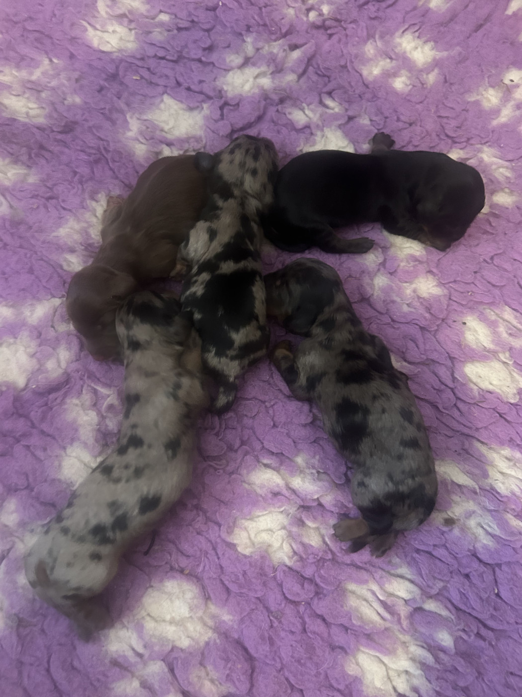 Chiot Teckel poil long De L'Arche De Lolita