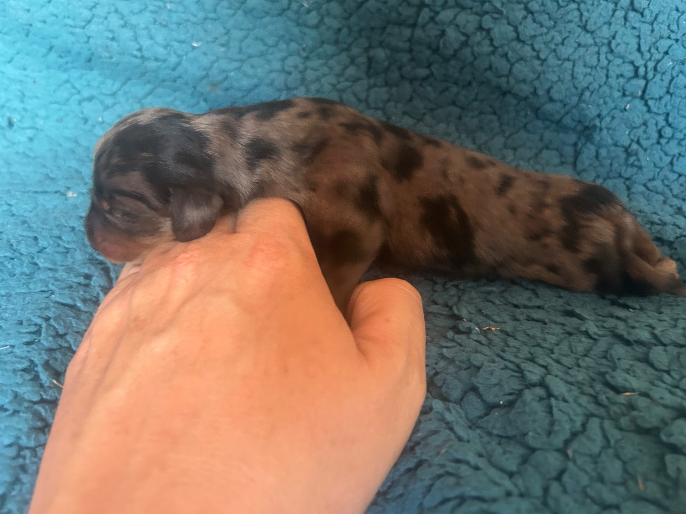 De L'Arche De Lolita - Chiots disponibles - Teckel poil long