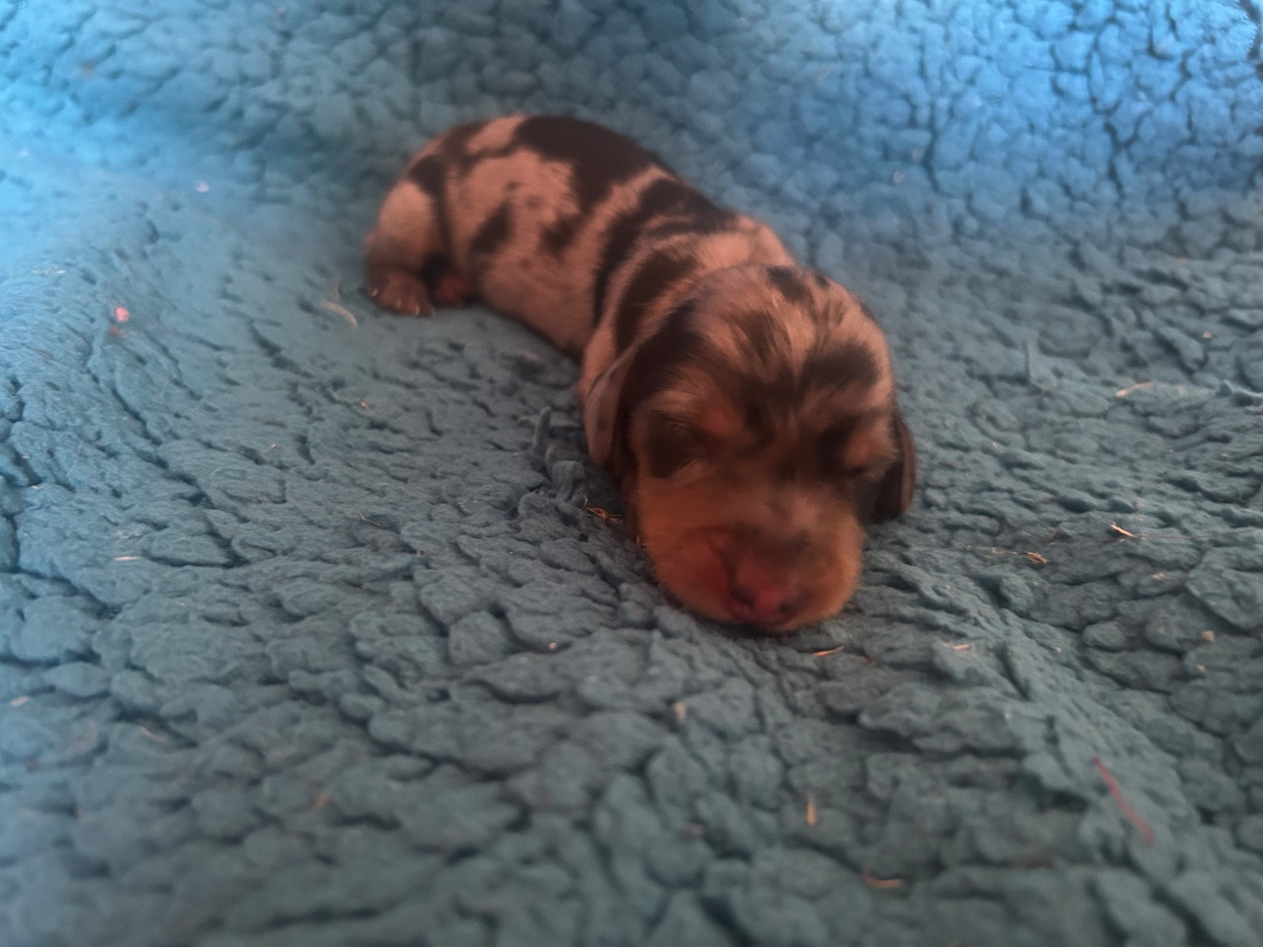 De L'Arche De Lolita - Chiots disponibles - Teckel poil long