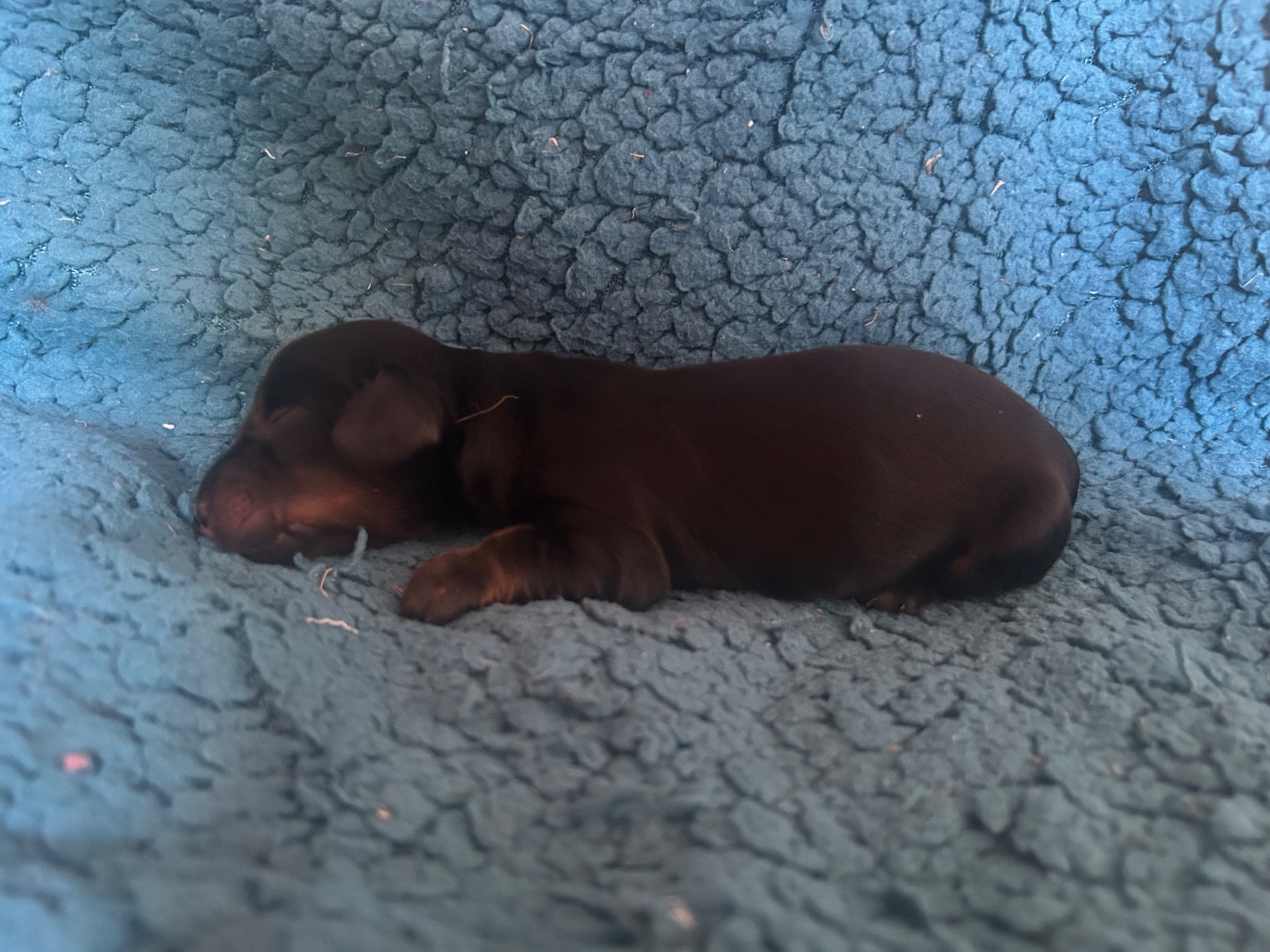 De L'Arche De Lolita - Chiots disponibles - Teckel poil long