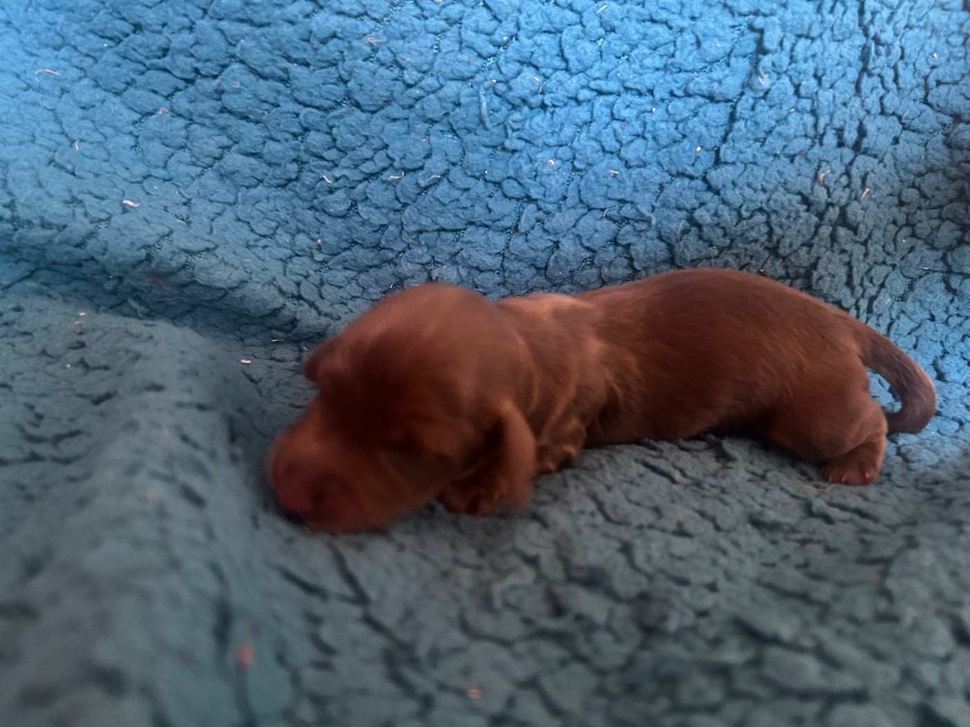 De L'Arche De Lolita - Chiots disponibles - Teckel poil long
