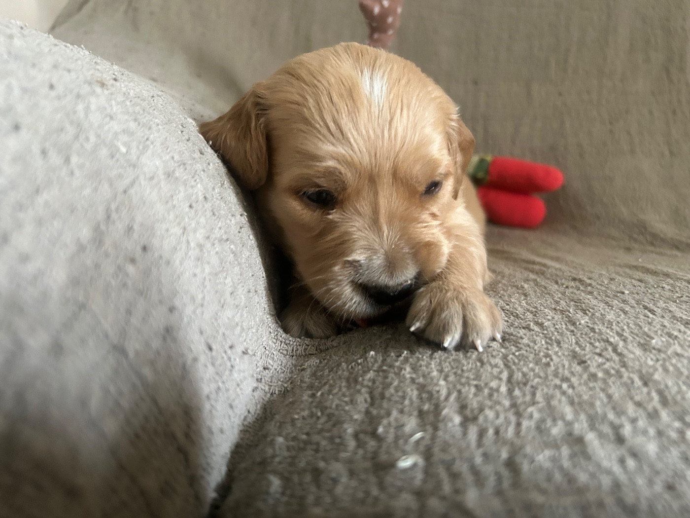 De L'Arche De Lolita - Chiots disponibles - Golden Retriever
